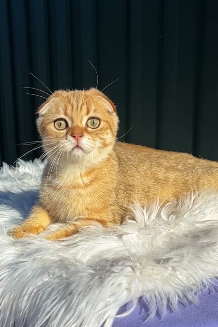 Martin | Scottish Fold Kitten