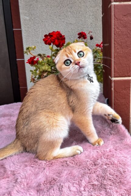 Dan | Scottish Fold Kitten