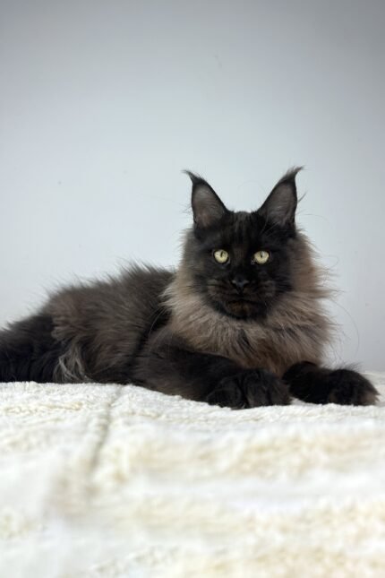 Igor | Maine Coon Kitten