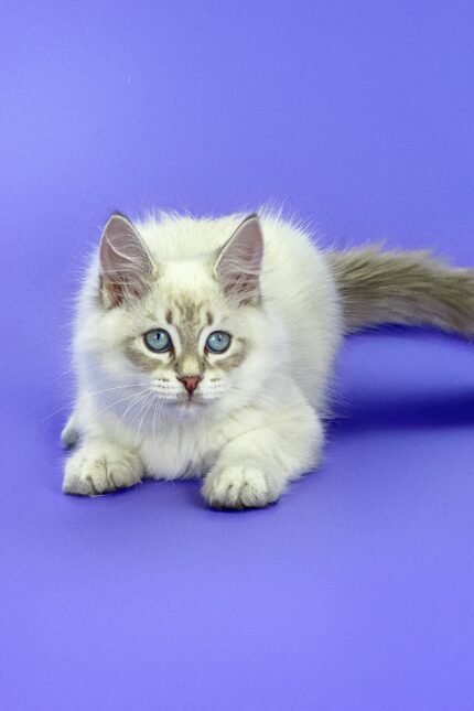Leon | Siberian Kitten
