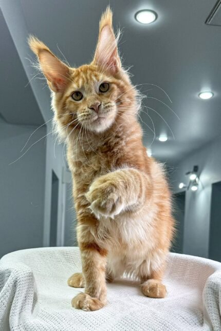Oliver | Maine Coon Kitten