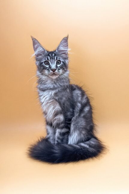 Oscar | Maine Coon Kitten