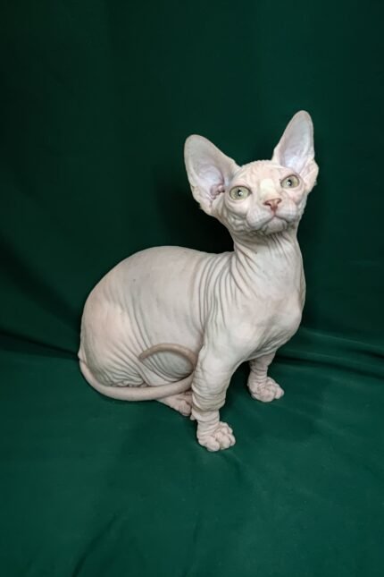 Cashew | Bambino Kitten