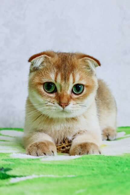 Denya | Scottish Fold Kitten