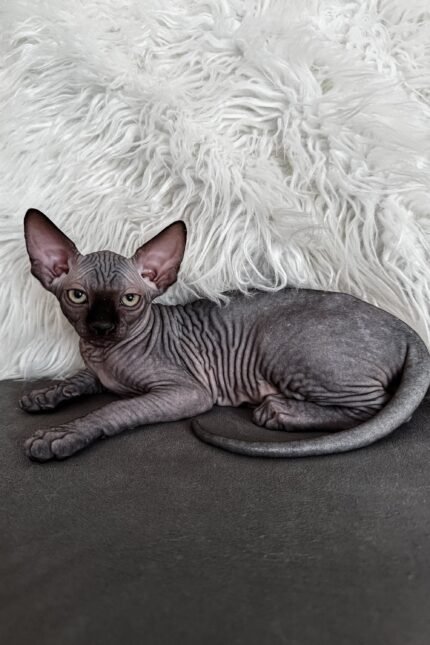 Jackpot | Canadian Sphynx Kitten