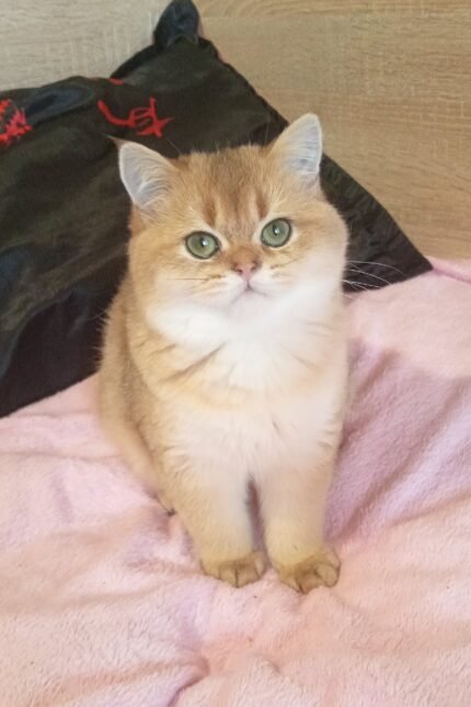 Markus | Scottish Straight Kitten