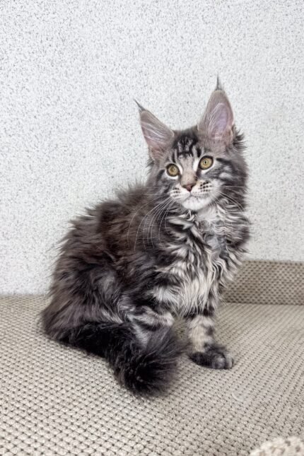 Malden | Maine Coon Kitten