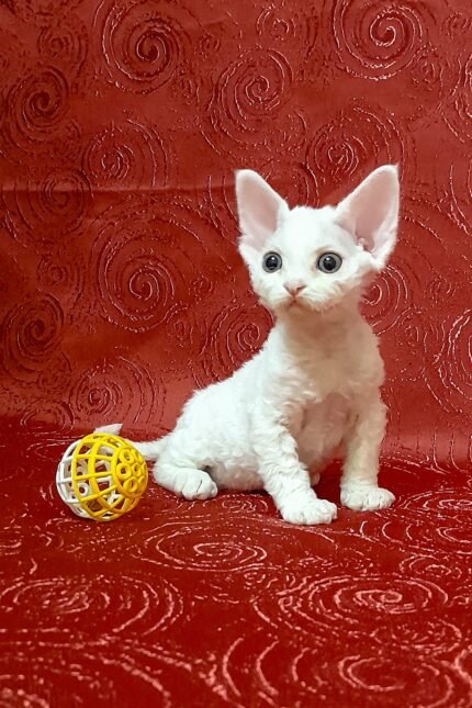 Cookie | Devon Rex Kitten