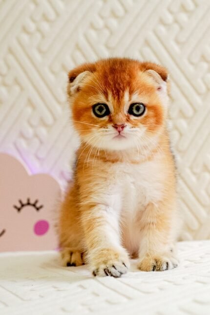 Otto | Scottish Fold Kitten