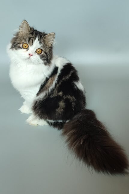 Patrick | Scottish Straight Kitten