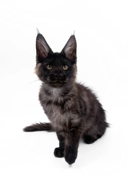 Akon | Maine Coon Kitten