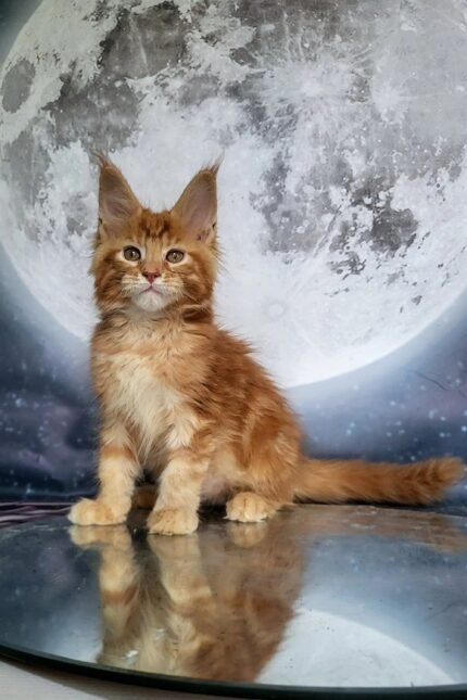Apollon | Maine Coon Kitten