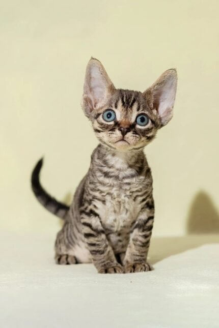 Archi | Devon Rex Kitten