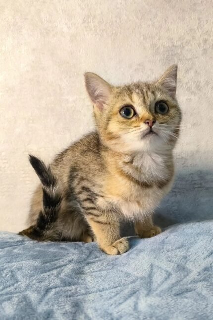 Archie | Scottish Straight Kitten
