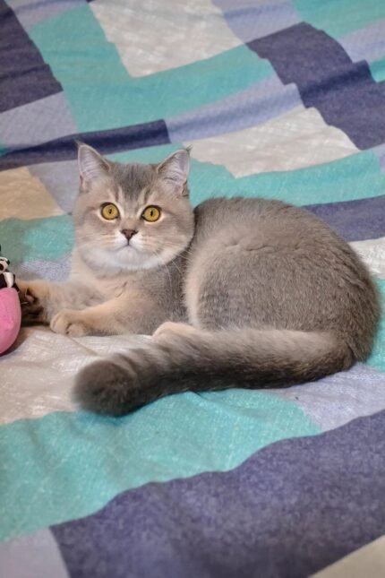 Arman | Scottish Straight Kitten