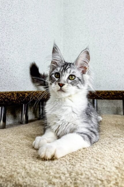 Bali | Maine Coon Kitten