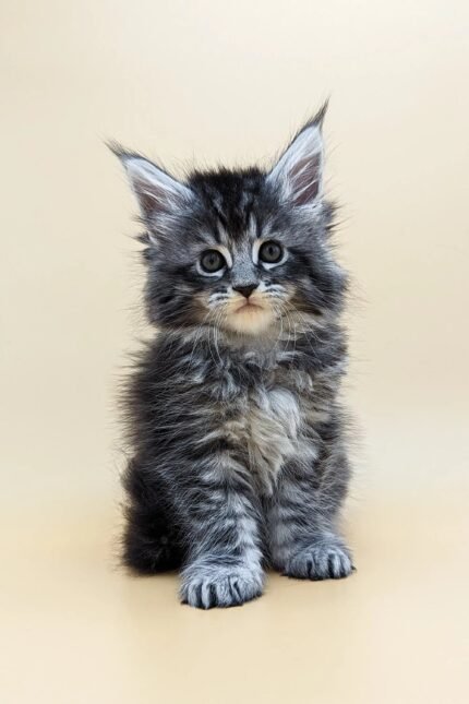 Barby | Maine Coon Kitten