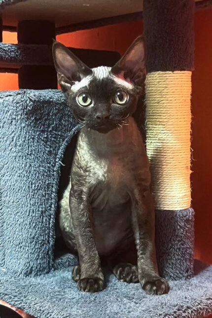 Barni | Devon Rex Kitten