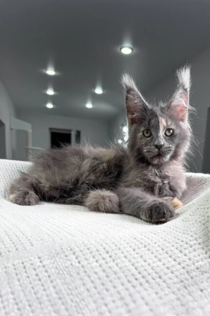 Beautiful | Maine Coon Kitten