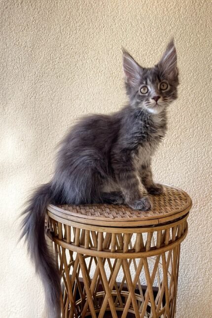 Beauty | Maine Coon Kitten