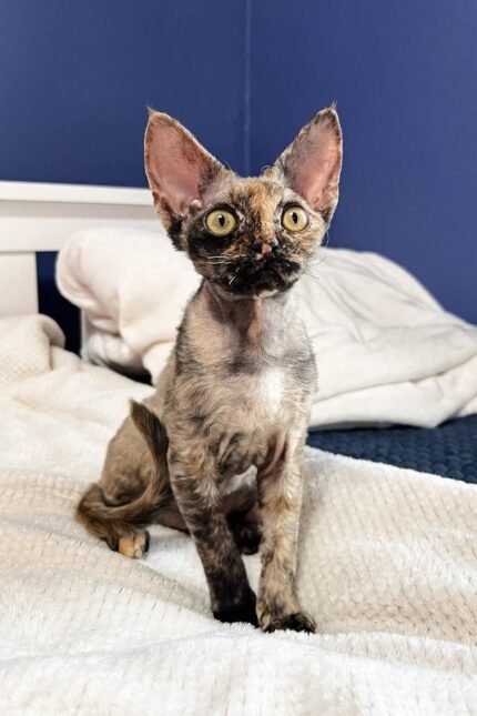 Bella | Devon Rex Kitten