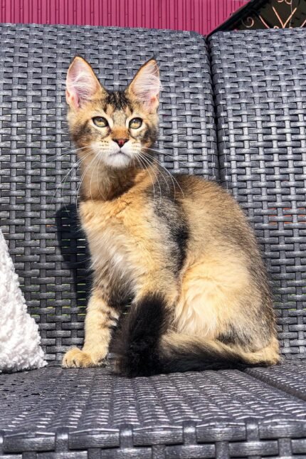 Benjamin | Golden Maine Coon