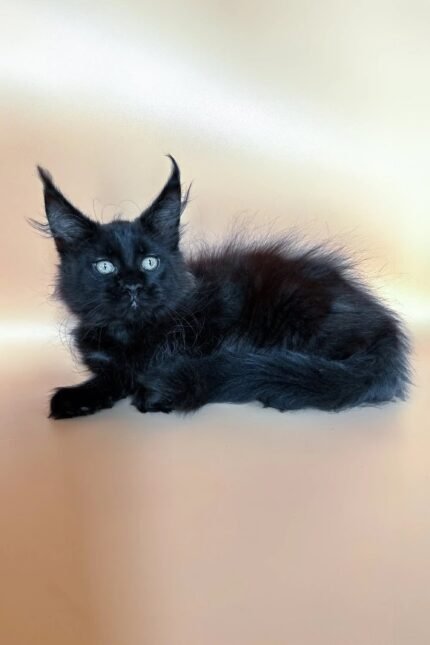 Blackwing | Maine Coon Kitten