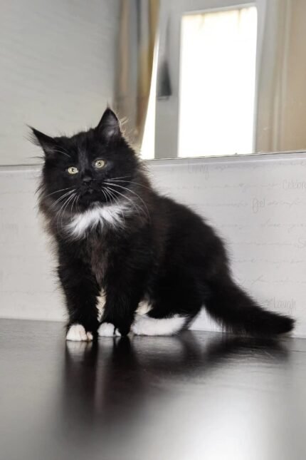 Blekki | Siberian Kitten