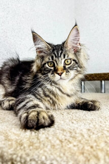 Borrow | Maine Coon Kitten