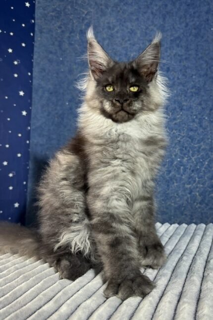 Boss | Maine Coon Kitten