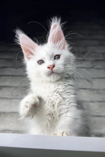 Boston | Maine Coon Kitten