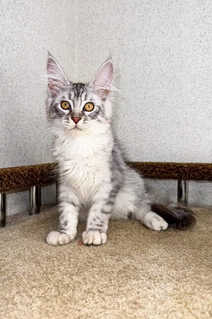 Braila | Maine Coon Kitten