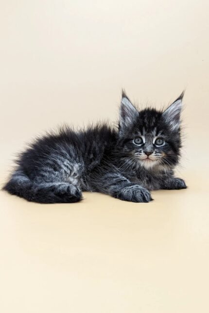 Brendon | Maine Coon Kitten