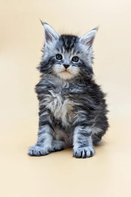 Britney | Maine Coon Kitten
