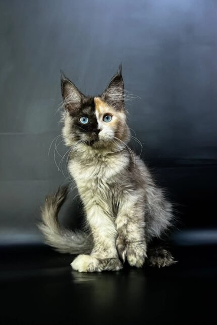 Britney | Polydactyl Maine Coon