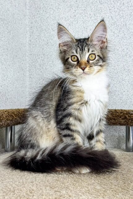 Britni | Maine Coon Kitten