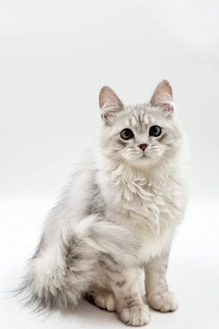 Bro | Maine Coon Kitten