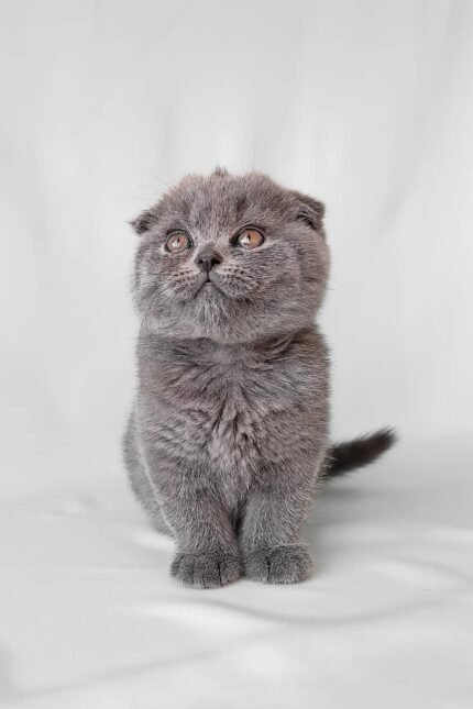 Brooklyn | Scottish Fold Kitten