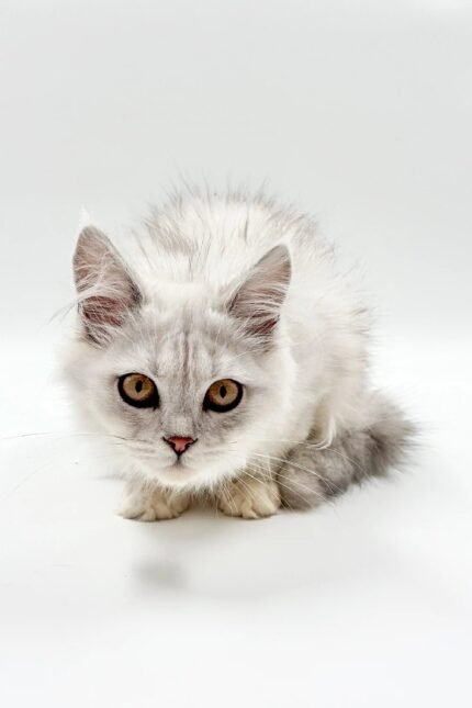 Bruno | Maine Coon Kitten