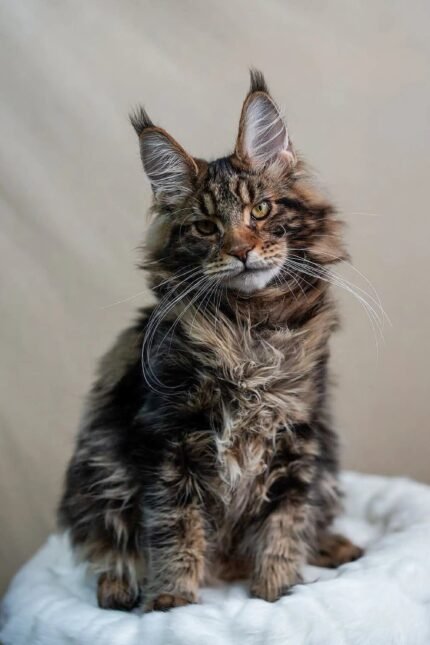 Bruno | Maine Coon Kitten