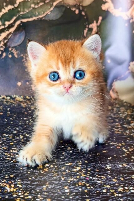 Brus | Scottish Straight Kitten
