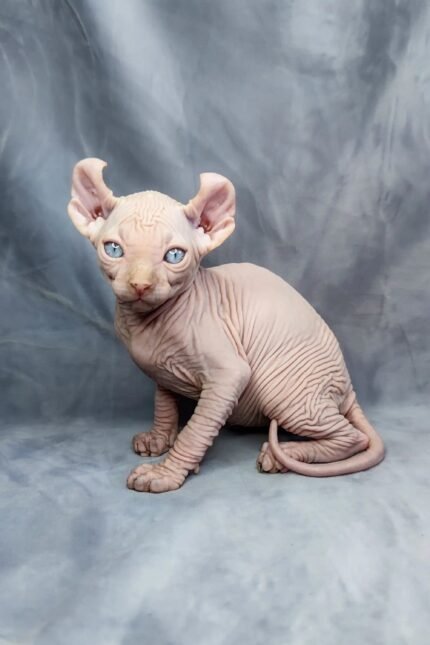 Caesar | Elf Kitten