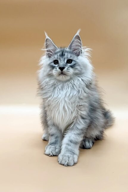 Caesar | Maine Coon Kitten