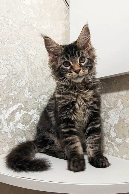 Calvin | Maine Coon Kitten