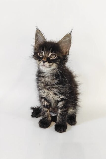 Carl | Maine Coon Kitten