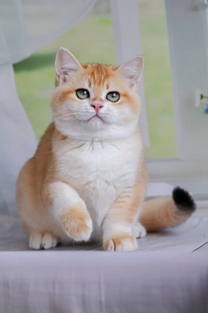 Carmen | British Shorthair Kitten