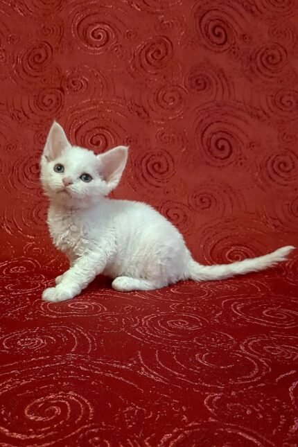 Carolina | Devon Rex Kitten