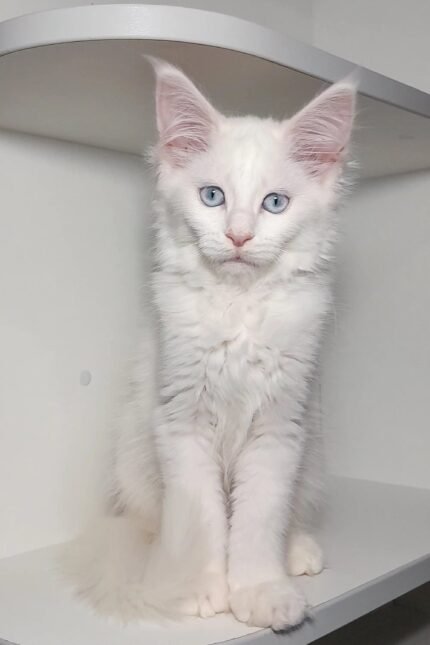 Casandra | Maine Coon Kitten