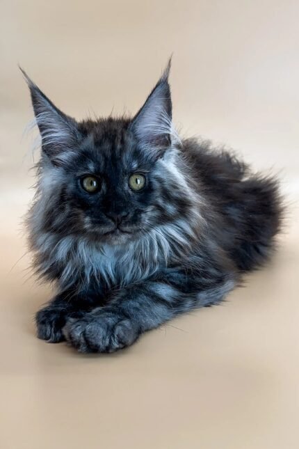 Casimir | Maine Coon Kitten