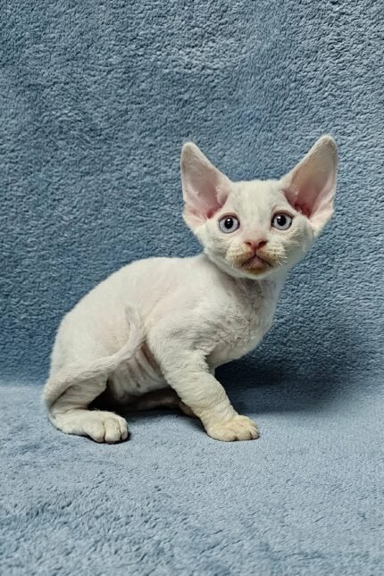 Casper | Devon Rex Kitten